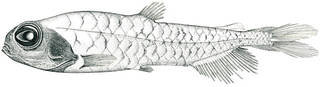 To NMNH Extant Collection (Bathylagus milleri P01455 illustration)