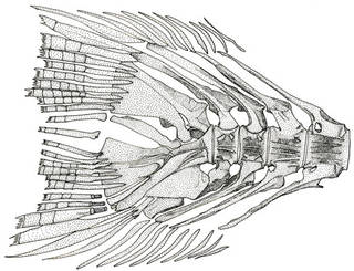 To NMNH Extant Collection (Parasudis truculentus P15393 illustration)