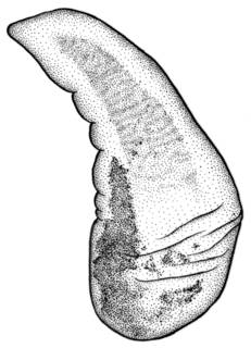 To NMNH Extant Collection (Fluminicola ahjumawi USNM 1020699)