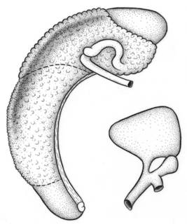 To NMNH Extant Collection (Fluminicola warnerensis USNM 1020653)