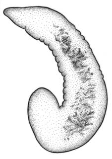 To NMNH Extant Collection (Fluminicola warnerensis USNM 1020653)