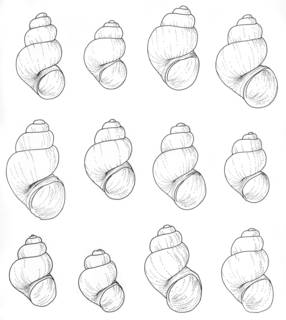 To NMNH Extant Collection (Pyrgulopsis micrococcus USNM 859186, 859187, 859183, 859188, 859189, 859190)