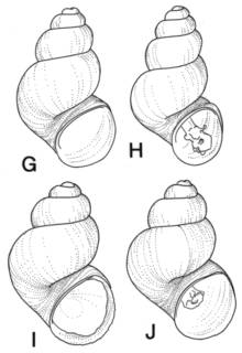 To NMNH Extant Collection (Pyrgulopsis turbatrix USNM 883978, 854738, 874455, 874775)