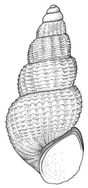 To NMNH Extant Collection (Tryonia circumstriata (Calipyrgula circumstriata) USNM (Paleobiology) 440734)
