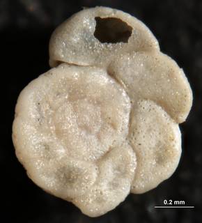 To NMNH Paleobiology Collection (Cibicides lobatulus 642404 plesio3)