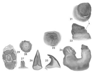 To NMNH Extant Collection (Aspidosiphon jukesii BM 1965.25.3)
