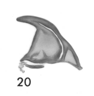 To NMNH Extant Collection (Phascolosoma planispinosum (Phascolosoma nigrescens) BM 1965.25.6)