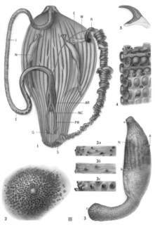 To NMNH Extant Collection (Siphunculus acruatus (Phascolosoma arcuatum) BM 1965.25.2)