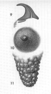 To NMNH Extant Collection (Siphunculus tuberculatus (Phascolosoma noduliferum) BM 1965.25.4)