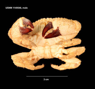 To NMNH Extant Collection (IZ 1149546 ventral view, male specimen)