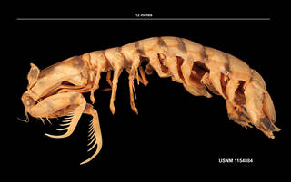 To NMNH Extant Collection (IZ 1154884 lateral view)
