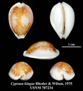 To NMNH Extant Collection (IZ MOL USNM707234 Cypraea kingae Rehder & Wilson, 1975 plate)
