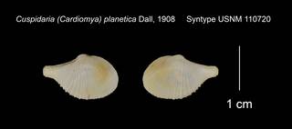 To NMNH Extant Collection (Cuspidaria Cardiomya planetica Syntype USNM 110720)