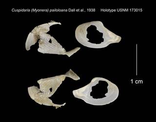 To NMNH Extant Collection (Cuspidaria Myonera pailoloana Holotype USNM 173015)