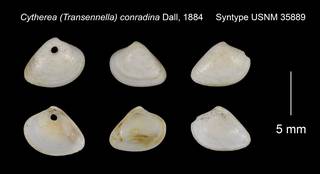 To NMNH Extant Collection (Cytherea Transennella conradina Syntype USNM 35889)