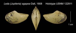 To NMNH Extant Collection (Leda Jupiteria agapea Holotype USNM 122911)