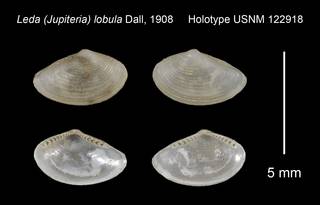To NMNH Extant Collection (Leda Jupiteria lobula Holotype USNM 122918)
