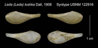 To NMNH Extant Collection (Leda Leda loshka Syntype USNM 122916)