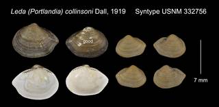 To NMNH Extant Collection (Leda Portlandia collinsoni Syntype USNM 332756)