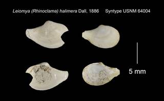 To NMNH Extant Collection (Leiomya Rhinoclama halimera Syntype USNM 64004)