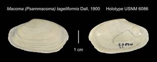 To NMNH Extant Collection (Macoma Psammacoma tageliformis Holotype USNM 6086)