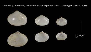 To NMNH Extant Collection (Oedalia Cooperella scintillaeformis Syntype USNM 74192)