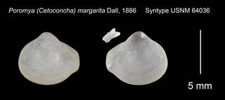 To NMNH Extant Collection (Poromya Cetoconcha margarita Syntype USNM 64036)