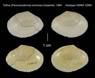 To NMNH Extant Collection (Tellina Peronaeoderma ochracea Holotype USNM 12584)