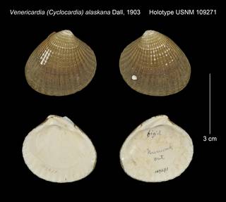 To NMNH Extant Collection (Venericardia Cyclocardia alaskana Holotype USNM 109271)