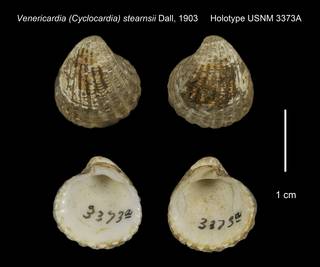To NMNH Extant Collection (Venericardia Cyclocardia stearnsii Holotype USNM 3373A)