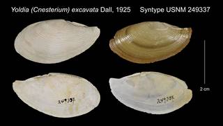 To NMNH Extant Collection (Yoldia Cnesterium excavata Syntype USNM 249337)