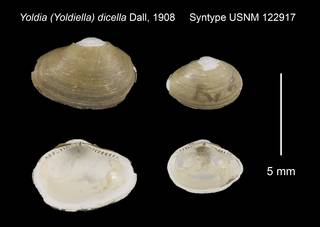 To NMNH Extant Collection (Yoldia Yoldiella dicella Syntype USNM 122917)