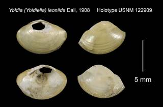 To NMNH Extant Collection (Yoldia Yoldiella leonilda Holotype USNM 122909)