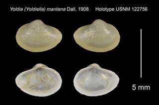 To NMNH Extant Collection (Yoldia Yoldiella mantana Holotype USNM 122756)