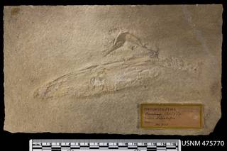 To NMNH Paleobiology Collection (USNM PAL 475770)