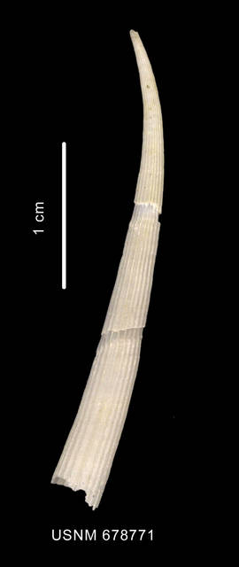 To NMNH Extant Collection (Fissidentalium majorinum Mabille et Rochebrune, 1889 lateral view)