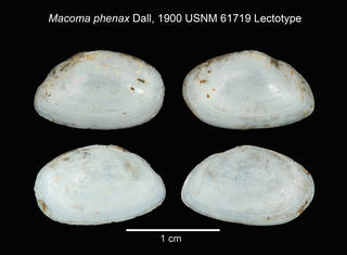 To NMNH Extant Collection (IZ MOL Macoma phenax USNM 61719 Lectotype)