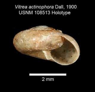 To NMNH Extant Collection (IZ MOL Vitrea actinophora USNM 108513 Holotype)