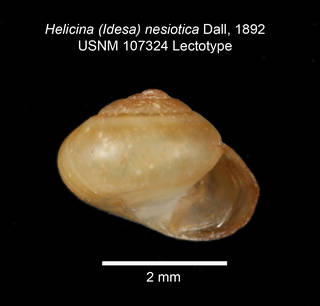 To NMNH Extant Collection (IZ MOL Helicina nesiotica USNM 107324 Lectotype)