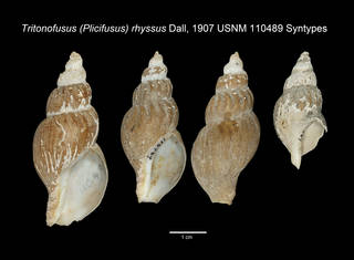 To NMNH Extant Collection (IZ MOL Tritonofusus rhyssus USNM 110489 Syntype plate Shells)