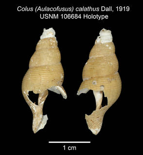 To NMNH Extant Collection (IZ MOL Colus calathus USNM 106684 Holotype plate)
