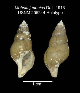 To NMNH Extant Collection (IZ MOL Mohnia japonica USNM 205244 Holotype plate)