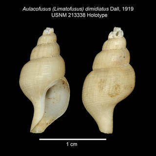 To NMNH Extant Collection (IZ MOL Aulacofusus dimidiatus Dall, 1919 USNM 213338 Holotype plate)