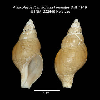 To NMNH Extant Collection (IZ MOL Aulacofusus (Limatofusus) morditus USNM 222599 Dall, 1919 Holotype plate)