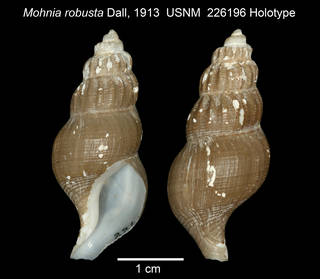 To NMNH Extant Collection (IZ MOL Mohnia robusta USNM 226196 Holotype plate)