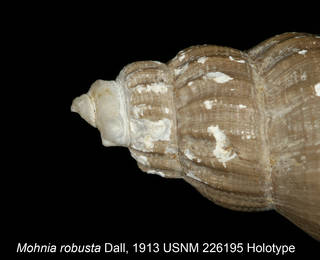 To NMNH Extant Collection (IZ MOL Mohnia robustaUSNM226196 shell protoconch)