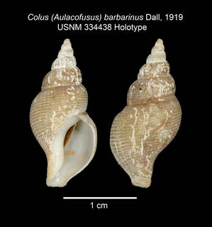 To NMNH Extant Collection (IZ MOL Colus (Aulocofusus) barbarinus USNM 334438 Holotype plate)