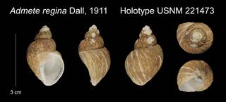 To NMNH Extant Collection (Admete regina Holotype USNM 221473)