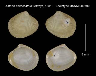 To NMNH Extant Collection (Astarte acuticostata Lectotype USNM 200590)