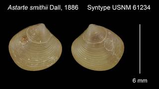 To NMNH Extant Collection (Astarte smithii Syntype USNM 61234)